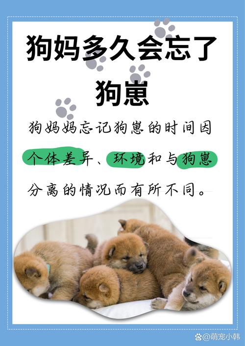 狗狗会想妈妈吗_狗会想念父母吗-第4张图片-后鲨宠物 狗狗会想妈妈吗_狗会想念父母吗-第4张图片-后鲨宠物