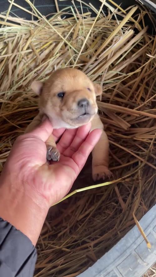 狗狗会想妈妈吗_狗会想念父母吗-第5张图片-后鲨宠物 狗狗会想妈妈吗_狗会想念父母吗-第5张图片-后鲨宠物