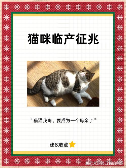 猫咪配种要多久,猫咪配种要多久生小猫-第3张图片-后鲨宠物 猫咪配种要多久,猫咪配种要多久生小猫-第3张图片-后鲨宠物