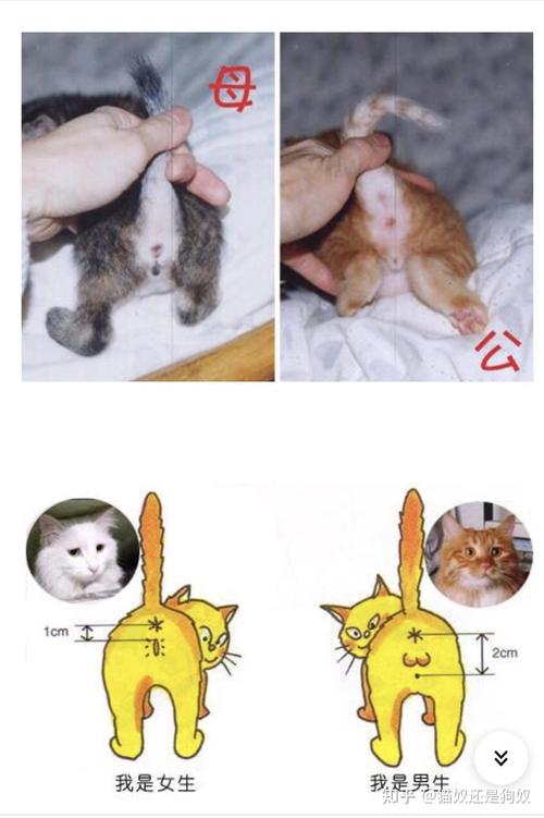 猫咪配种要多久,猫咪配种要多久生小猫-第4张图片-后鲨宠物 猫咪配种要多久,猫咪配种要多久生小猫-第4张图片-后鲨宠物