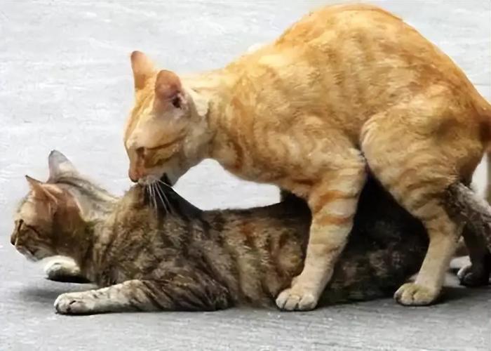 猫咪配种要多久,猫咪配种要多久生小猫-第5张图片-后鲨宠物 猫咪配种要多久,猫咪配种要多久生小猫-第5张图片-后鲨宠物