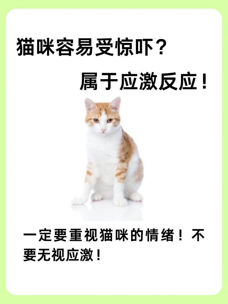 猫咪被吓到了什么症状,猫受到惊吓多久恢复-第4张图片-后鲨宠物 猫咪被吓到了什么症状,猫受到惊吓多久恢复-第4张图片-后鲨宠物