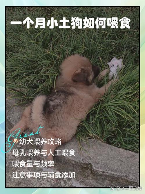 狗狗可以吃白米饭吗,狗狗可以吃白米饭吗就吃一顿?-第1张图片-后鲨宠物 狗狗可以吃白米饭吗,狗狗可以吃白米饭吗就吃一顿?-第1张图片-后鲨宠物