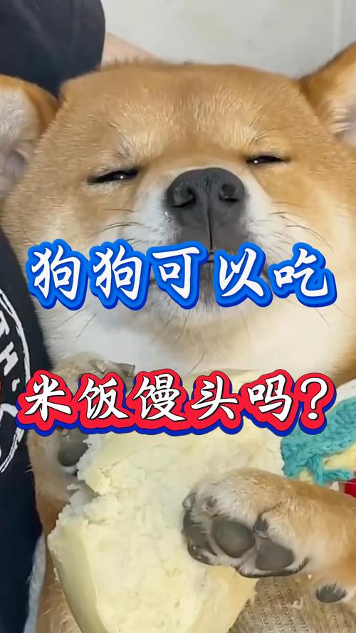 狗狗可以吃白米饭吗,狗狗可以吃白米饭吗就吃一顿?-第3张图片-后鲨宠物 狗狗可以吃白米饭吗,狗狗可以吃白米饭吗就吃一顿?-第3张图片-后鲨宠物