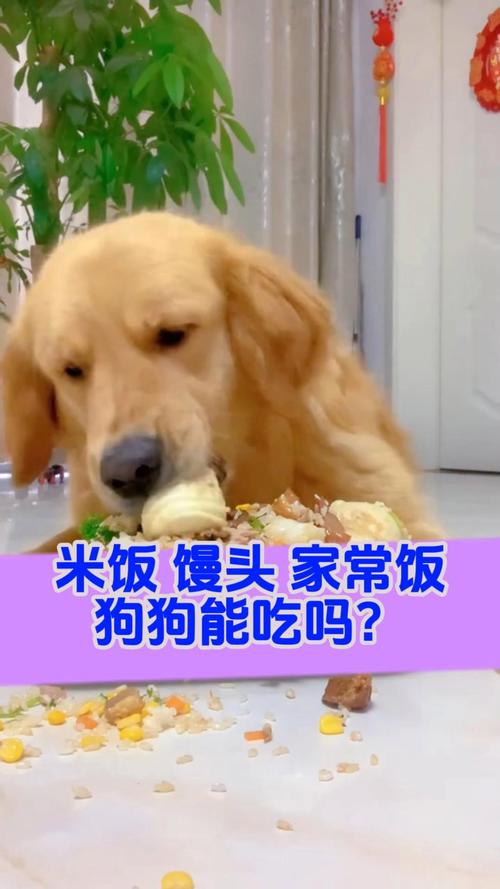 狗狗可以吃白米饭吗,狗狗可以吃白米饭吗就吃一顿?-第5张图片-后鲨宠物 狗狗可以吃白米饭吗,狗狗可以吃白米饭吗就吃一顿?-第5张图片-后鲨宠物