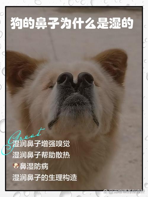 狗狗鼻子喷水怎么回事,狗狗鼻子喷水正常的吗?-第2张图片-后鲨宠物 狗狗鼻子喷水怎么回事,狗狗鼻子喷水正常的吗?-第2张图片-后鲨宠物