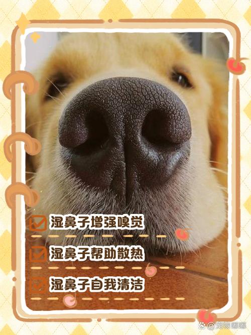 狗狗鼻子喷水怎么回事,狗狗鼻子喷水正常的吗?-第5张图片-后鲨宠物 狗狗鼻子喷水怎么回事,狗狗鼻子喷水正常的吗?-第5张图片-后鲨宠物