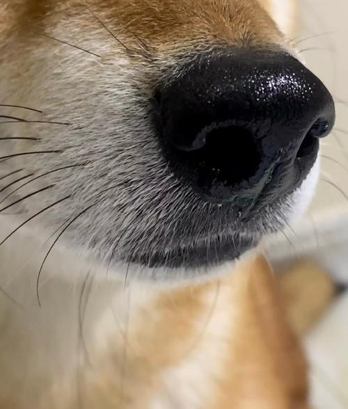 狗狗鼻子喷水怎么回事,狗狗鼻子喷水正常的吗?-第4张图片-后鲨宠物 狗狗鼻子喷水怎么回事,狗狗鼻子喷水正常的吗?-第4张图片-后鲨宠物