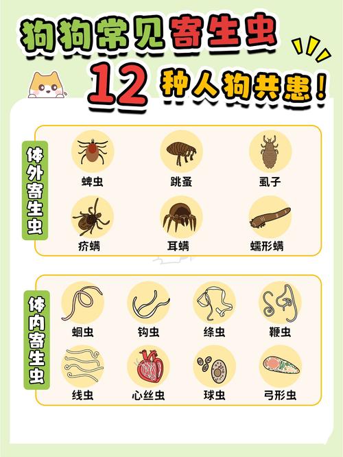 狗狗身上有什么寄生虫,狗狗身上有什么寄生虫图片-第4张图片-后鲨宠物 狗狗身上有什么寄生虫,狗狗身上有什么寄生虫图片-第4张图片-后鲨宠物