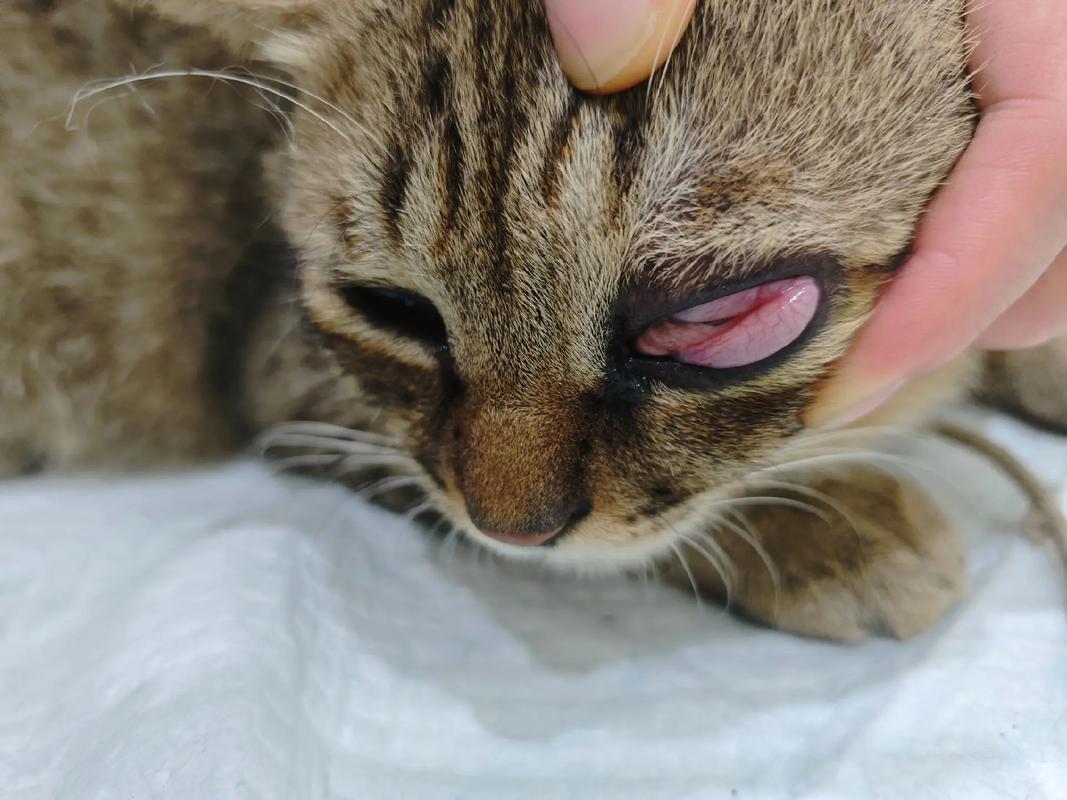 猫咪眼睛突然睁不开,猫咪眼睛突然睁不开有分泌物?-第1张图片-后鲨宠物 猫咪眼睛突然睁不开,猫咪眼睛突然睁不开有分泌物?-第1张图片-后鲨宠物