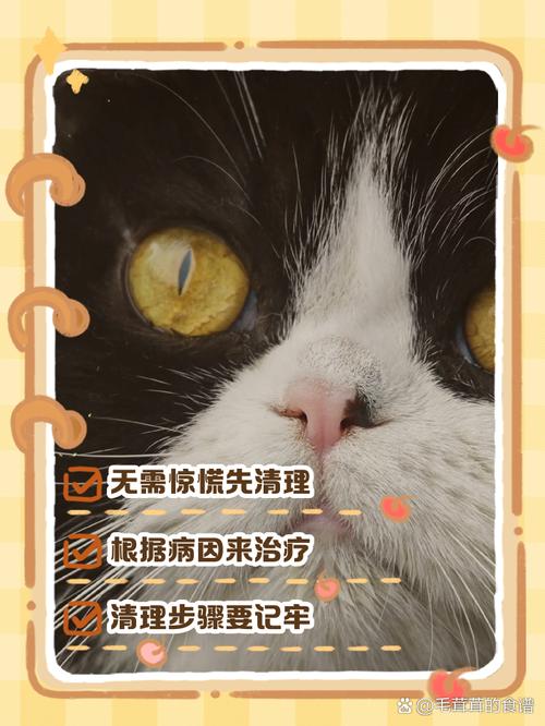猫咪眼睛突然睁不开,猫咪眼睛突然睁不开有分泌物?-第3张图片-后鲨宠物 猫咪眼睛突然睁不开,猫咪眼睛突然睁不开有分泌物?-第3张图片-后鲨宠物