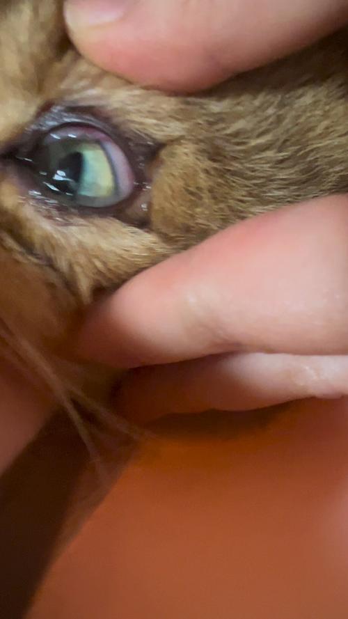 猫咪眼睛突然睁不开,猫咪眼睛突然睁不开有分泌物?-第4张图片-后鲨宠物 猫咪眼睛突然睁不开,猫咪眼睛突然睁不开有分泌物?-第4张图片-后鲨宠物