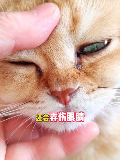 猫咪眼睛突然睁不开,猫咪眼睛突然睁不开有分泌物?-第5张图片-后鲨宠物 猫咪眼睛突然睁不开,猫咪眼睛突然睁不开有分泌物?-第5张图片-后鲨宠物