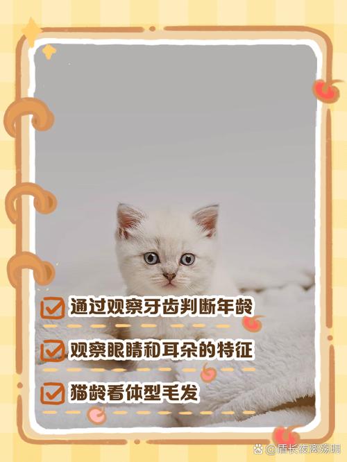  怎么看猫咪几个月了，怎么看猫咪几个月了没有生病-第3张图片-后鲨宠物