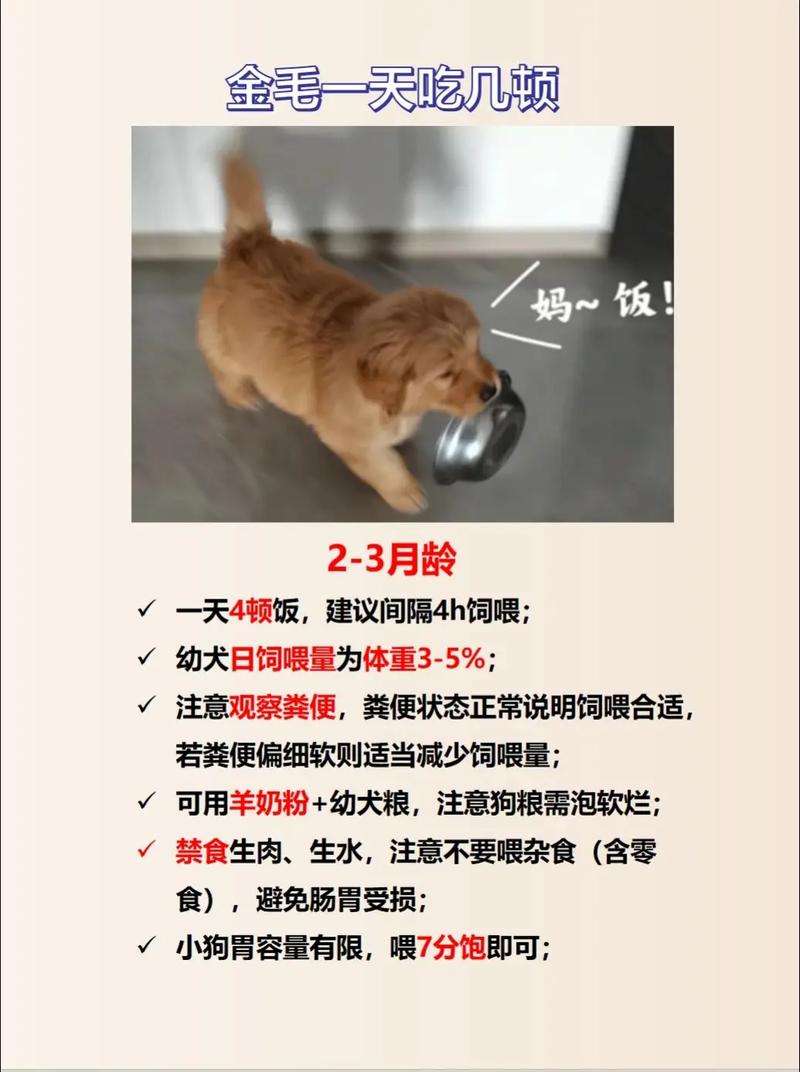 4个月狗狗一天喂几次,4个月狗一天喂几次正常-第3张图片-后鲨宠物 4个月狗狗一天喂几次,4个月狗一天喂几次正常-第3张图片-后鲨宠物