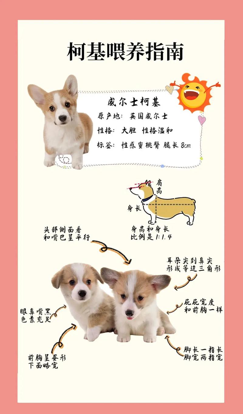 4个月狗狗一天喂几次,4个月狗一天喂几次正常-第4张图片-后鲨宠物 4个月狗狗一天喂几次,4个月狗一天喂几次正常-第4张图片-后鲨宠物