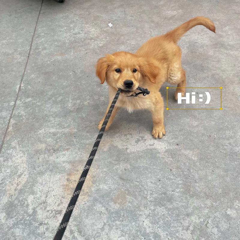 4个月狗狗一天喂几次,4个月狗一天喂几次正常-第5张图片-后鲨宠物 4个月狗狗一天喂几次,4个月狗一天喂几次正常-第5张图片-后鲨宠物