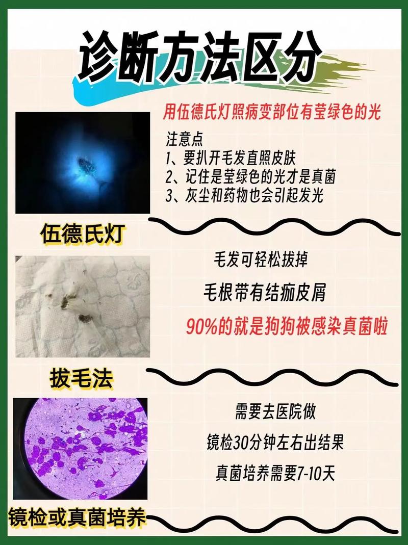 狗狗感染真菌怎么办，狗狗真菌感染有生命危险吗？-第3张图片-后鲨宠物