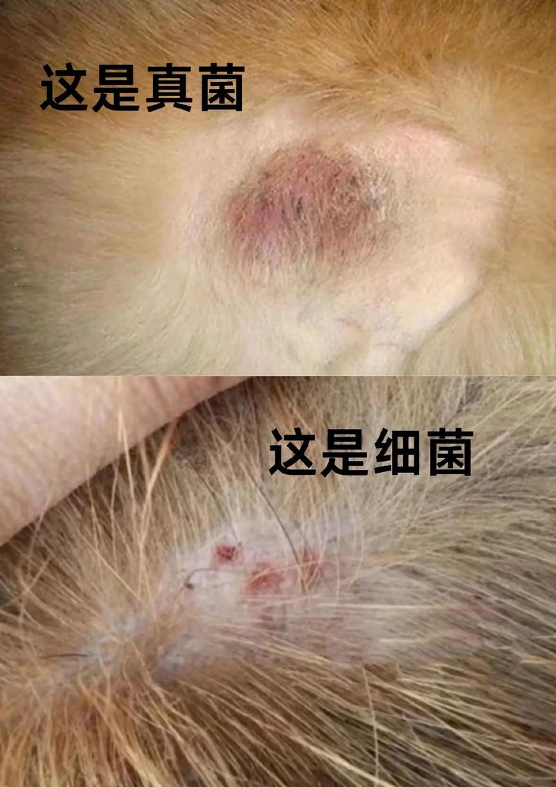 狗狗感染真菌怎么办，狗狗真菌感染有生命危险吗？-第5张图片-后鲨宠物