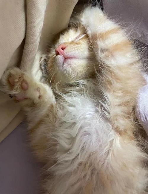 猫咪发出呼呼的声音,猫咪发出呼呼的声音,出气急促?-第2张图片-后鲨宠物 猫咪发出呼呼的声音,猫咪发出呼呼的声音,出气急促?-第2张图片-后鲨宠物