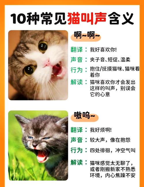 猫咪发出呼呼的声音,猫咪发出呼呼的声音,出气急促?-第4张图片-后鲨宠物 猫咪发出呼呼的声音,猫咪发出呼呼的声音,出气急促?-第4张图片-后鲨宠物