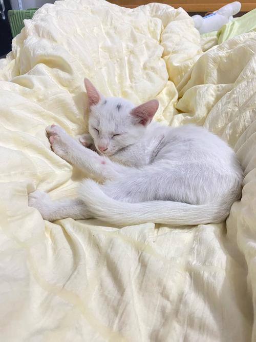 猫咪发出呼呼的声音,猫咪发出呼呼的声音,出气急促?-第5张图片-后鲨宠物 猫咪发出呼呼的声音,猫咪发出呼呼的声音,出气急促?-第5张图片-后鲨宠物