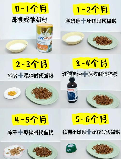 2个月猫咪吃什么,2月猫咪吃什么饭合适?-第2张图片-后鲨宠物 2个月猫咪吃什么,2月猫咪吃什么饭合适?-第2张图片-后鲨宠物