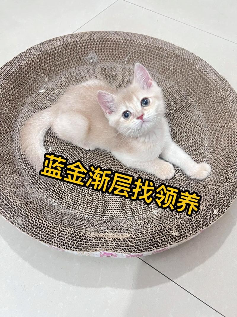 2个月猫咪吃什么,2月猫咪吃什么饭合适?-第5张图片-后鲨宠物 2个月猫咪吃什么,2月猫咪吃什么饭合适?-第5张图片-后鲨宠物