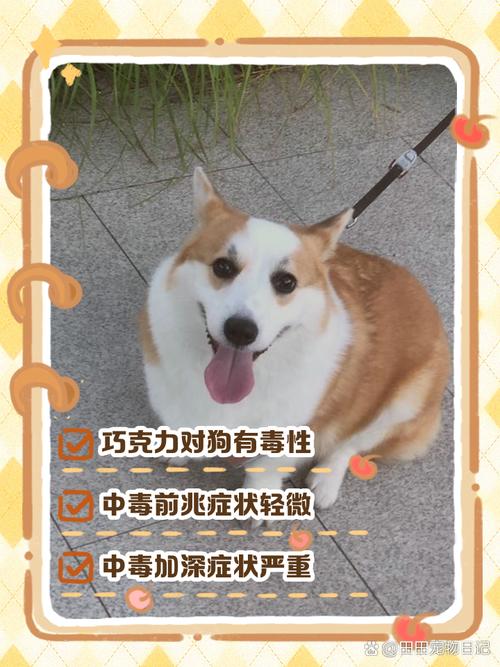 狗狗吃巧克力的症状，狗狗吃巧克力的症状有哪些？-第3张图片-后鲨宠物