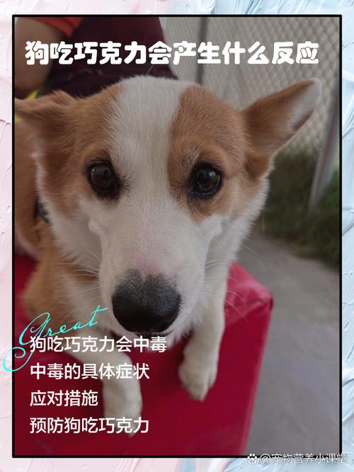 狗狗吃巧克力的症状，狗狗吃巧克力的症状有哪些？-第6张图片-后鲨宠物