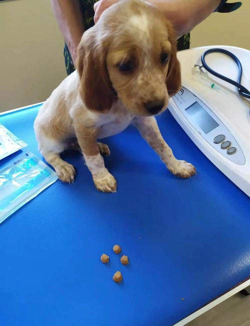 狗狗两个月打什么疫苗_宠物狗两个月打什么针?-第4张图片-后鲨宠物 狗狗两个月打什么疫苗_宠物狗两个月打什么针?-第4张图片-后鲨宠物