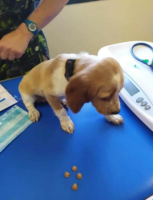 狗狗两个月打什么疫苗_宠物狗两个月打什么针?-第5张图片-后鲨宠物 狗狗两个月打什么疫苗_宠物狗两个月打什么针?-第5张图片-后鲨宠物