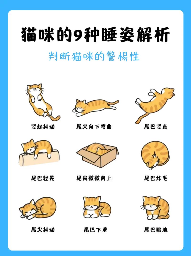怎样让猫咪睡觉_怎样让猫咪睡觉-第1张图片-后鲨宠物 怎样让猫咪睡觉_怎样让猫咪睡觉-第1张图片-后鲨宠物