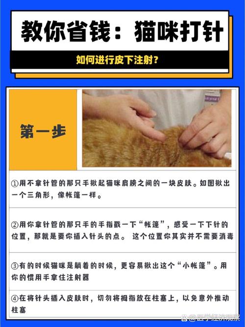 怎么让猫咪听话_怎么让猫咪听话又喜欢你还很粘人-第2张图片-后鲨宠物 怎么让猫咪听话_怎么让猫咪听话又喜欢你还很粘人-第2张图片-后鲨宠物