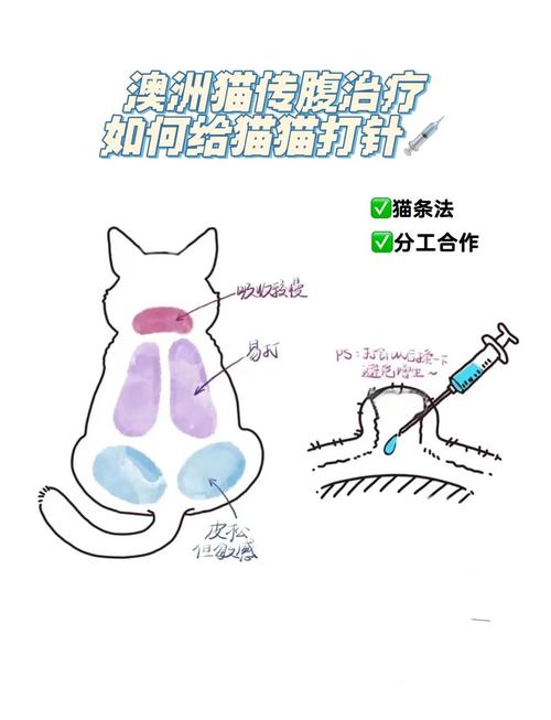 怎么让猫咪听话_怎么让猫咪听话又喜欢你还很粘人-第3张图片-后鲨宠物 怎么让猫咪听话_怎么让猫咪听话又喜欢你还很粘人-第3张图片-后鲨宠物