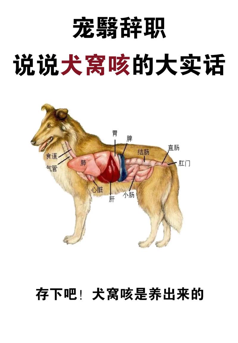 狗狗喉咙有痰怎么清除_狗狗喉咙里像有痰一样但其他都正常-第3张图片-后鲨宠物 狗狗喉咙有痰怎么清除_狗狗喉咙里像有痰一样但其他都正常-第3张图片-后鲨宠物