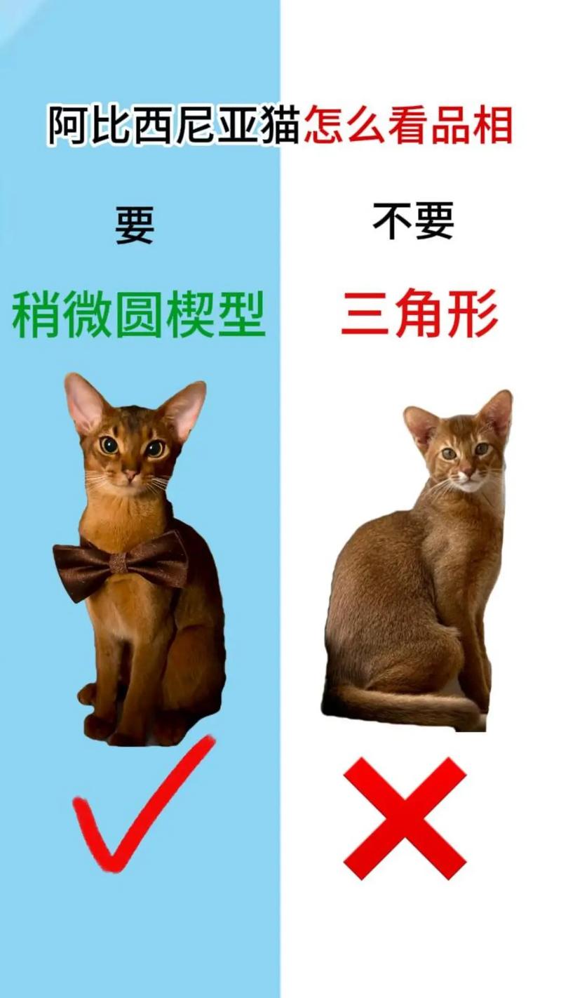 如何判断猫咪是否健康,如何看出猫咪是否健康?-第3张图片-后鲨宠物 如何判断猫咪是否健康,如何看出猫咪是否健康?-第3张图片-后鲨宠物