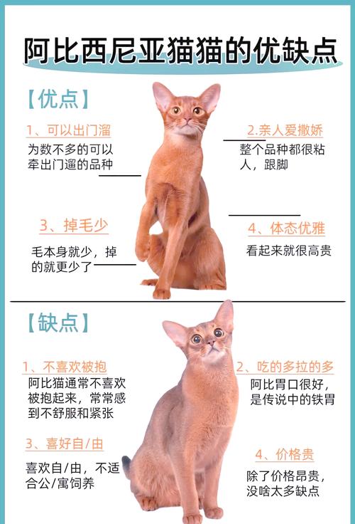 如何判断猫咪是否健康,如何看出猫咪是否健康?-第5张图片-后鲨宠物 如何判断猫咪是否健康,如何看出猫咪是否健康?-第5张图片-后鲨宠物