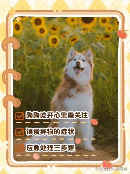 狗狗能吃开心果吗_狗狗能吃开心果吗会死吗-第1张图片-后鲨宠物 狗狗能吃开心果吗_狗狗能吃开心果吗会死吗-第1张图片-后鲨宠物