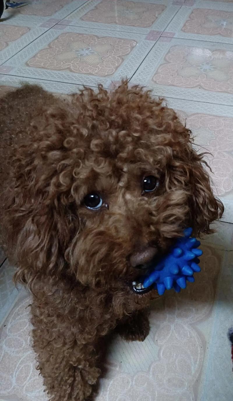 狗狗能吃开心果吗_狗狗能吃开心果吗会死吗-第4张图片-后鲨宠物 狗狗能吃开心果吗_狗狗能吃开心果吗会死吗-第4张图片-后鲨宠物