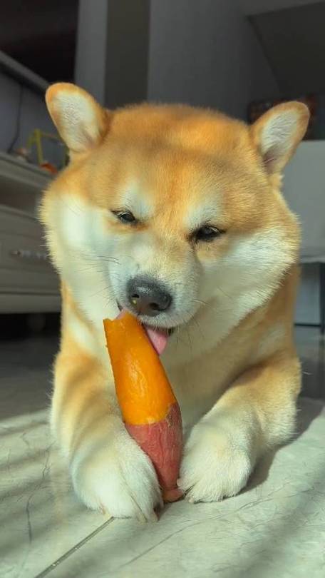 狗狗吃山芋好吗,狗狗可不可以吃山芋?-第3张图片-后鲨宠物 狗狗吃山芋好吗,狗狗可不可以吃山芋?-第3张图片-后鲨宠物