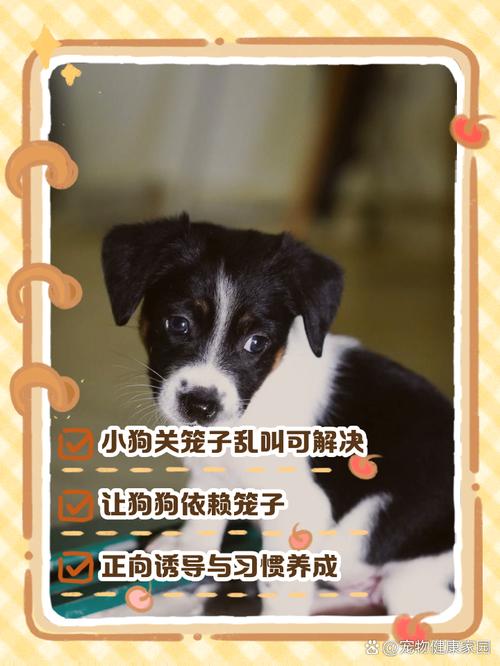 狗狗半夜叫怎么办,狗半夜叫怎么治-第2张图片-后鲨宠物 狗狗半夜叫怎么办,狗半夜叫怎么治-第2张图片-后鲨宠物