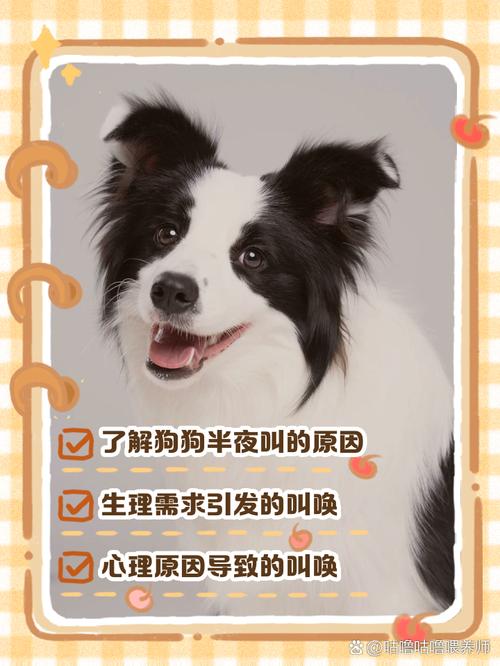 狗狗半夜叫怎么办,狗半夜叫怎么治-第3张图片-后鲨宠物 狗狗半夜叫怎么办,狗半夜叫怎么治-第3张图片-后鲨宠物