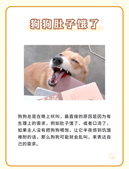 狗狗半夜叫怎么办,狗半夜叫怎么治-第4张图片-后鲨宠物 狗狗半夜叫怎么办,狗半夜叫怎么治-第4张图片-后鲨宠物