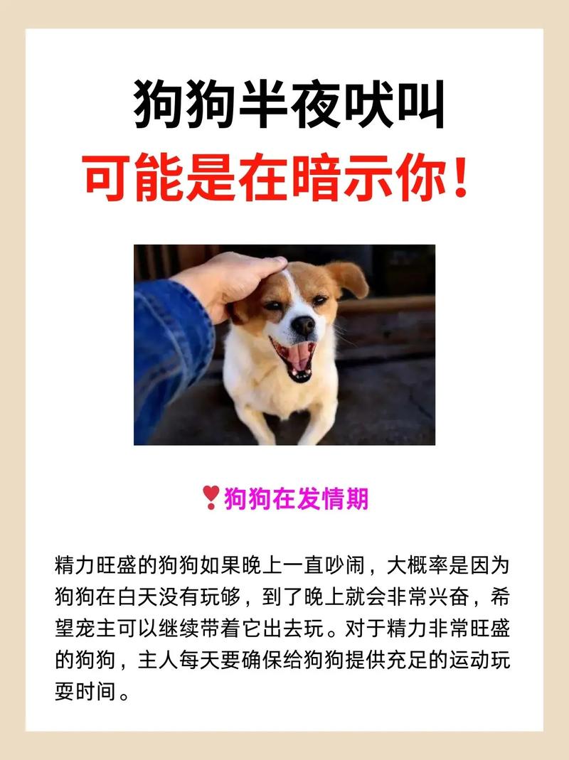 狗狗半夜叫怎么办,狗半夜叫怎么治-第5张图片-后鲨宠物 狗狗半夜叫怎么办,狗半夜叫怎么治-第5张图片-后鲨宠物