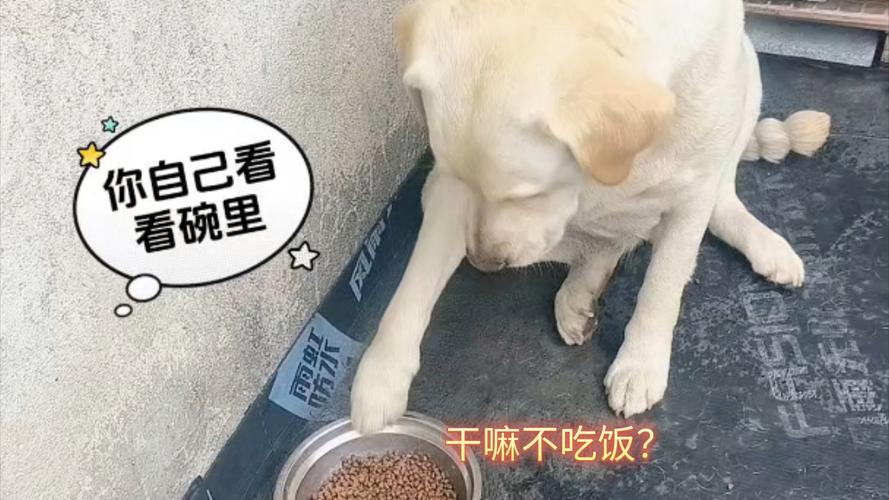 狗狗不吃米饭怎么办_狗不吃米饭可以吗-第1张图片-后鲨宠物