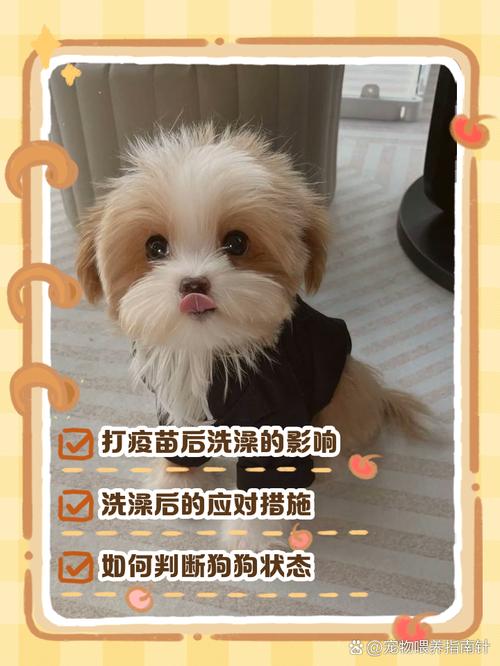 一个月的狗狗可以洗澡吗,一个月多的狗狗可以洗澡吗?-第5张图片-后鲨宠物 一个月的狗狗可以洗澡吗,一个月多的狗狗可以洗澡吗?-第5张图片-后鲨宠物