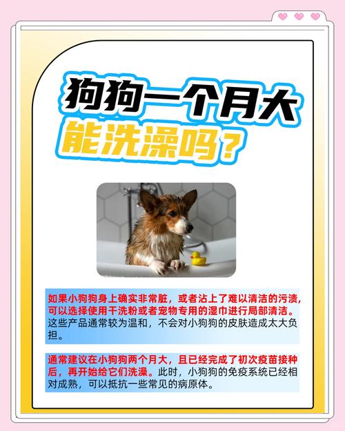 一个月的狗狗可以洗澡吗,一个月多的狗狗可以洗澡吗?-第6张图片-后鲨宠物 一个月的狗狗可以洗澡吗,一个月多的狗狗可以洗澡吗?-第6张图片-后鲨宠物