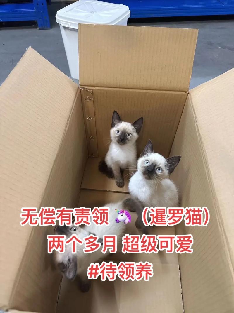 两个月的猫猫吃什么,两个月猫猫吃什么饲料比较好-第1张图片-后鲨宠物 两个月的猫猫吃什么,两个月猫猫吃什么饲料比较好-第1张图片-后鲨宠物