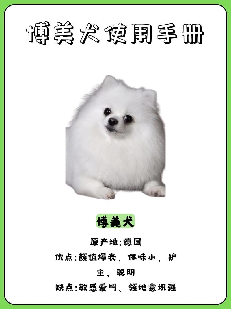 博美狗狗怎么养_博美狗狗养殖方法-第4张图片-后鲨宠物